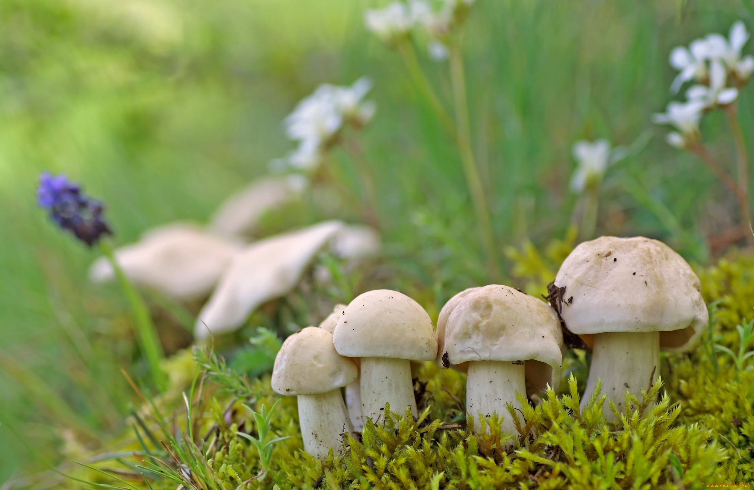 Майские грибы несъедобные